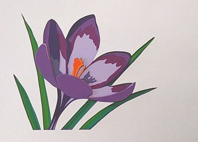 下絵カタログ№1-50F「クロッカス」