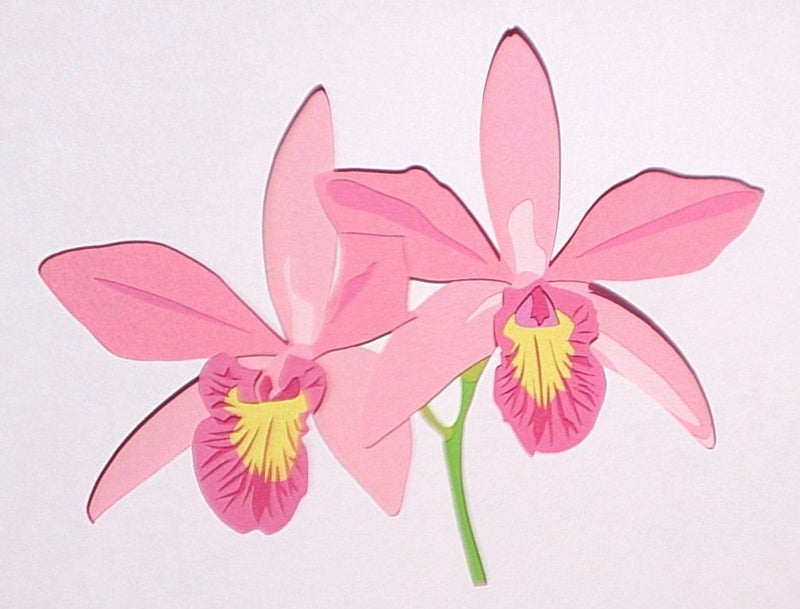 下絵カタログカタログ№1-63C「デンファレ」